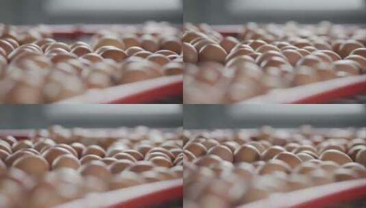 新鲜生鸡蛋被运送到包装室高清在线视频素材下载