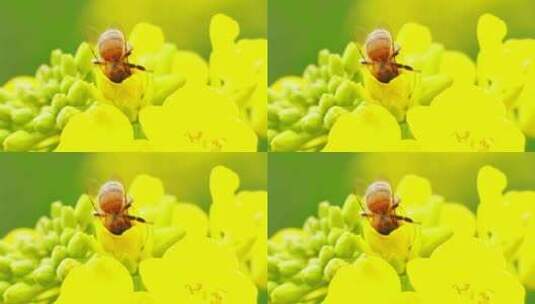 一只蜜蜂在春天油菜花田采蜜特写镜头高清在线视频素材下载