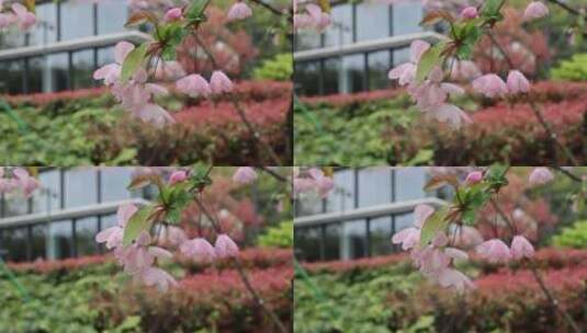 海棠花 垂丝海棠 春天 雨天高清在线视频素材下载