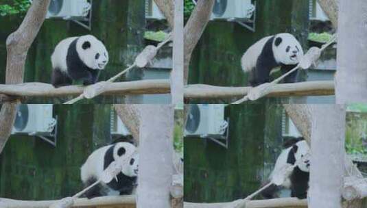 熊猫玩耍高清在线视频素材下载