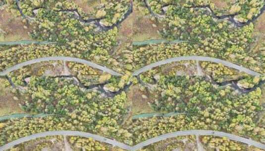 鸟瞰内蒙古呼伦贝尔行驶在秋季森林中的汽车高清在线视频素材下载