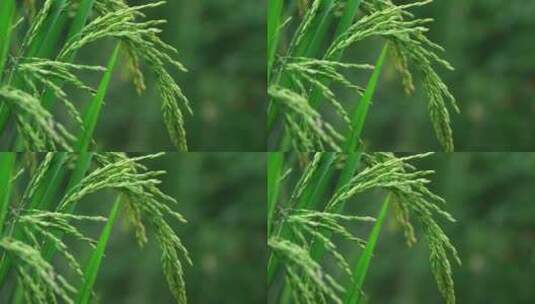 农村农作物 水稻开花结果粮食收成高清在线视频素材下载