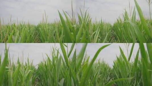 4k水稻稻穗稻田田野航拍高清在线视频素材下载