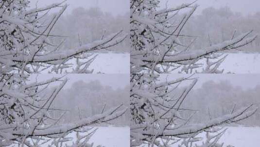 冬天树林里大雪纷飞高清在线视频素材下载