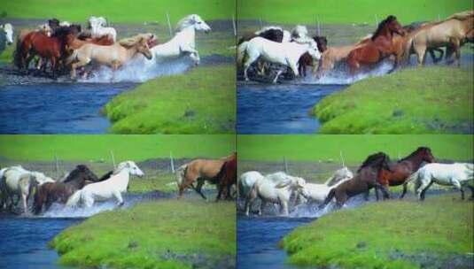 马群过河奔腾高清在线视频素材下载