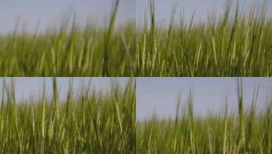 麦田小麦麦穗农业绿色丰收田野高清在线视频素材下载