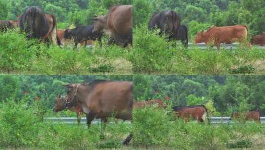 惠州散养黄牛高清在线视频素材下载