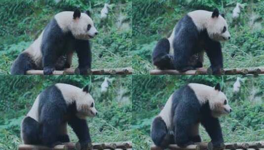 大熊猫挠痒高清在线视频素材下载