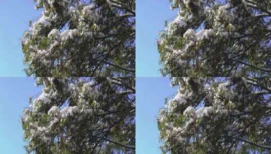 雪后的树木高清在线视频素材下载