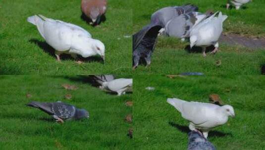 草地草坪上的鸽子白鸽灰鸽高清在线视频素材下载