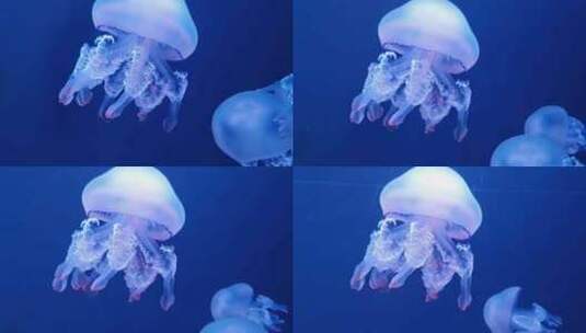 海洋馆水母海蜇高清在线视频素材下载