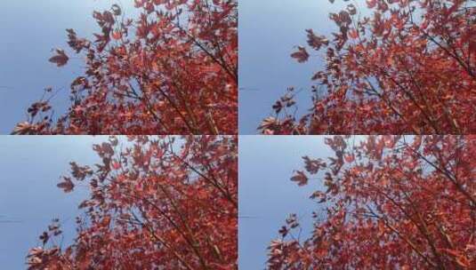 秋天红色的枫叶高清在线视频素材下载