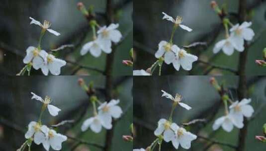 春天雨天雨滴樱花升格空镜高清在线视频素材下载