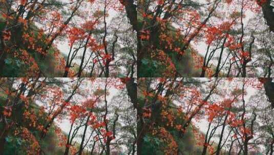 宁波保国寺内的红色枫叶林高清在线视频素材下载