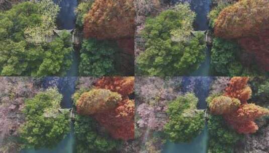 航拍秋天的山林公园树木高清在线视频素材下载