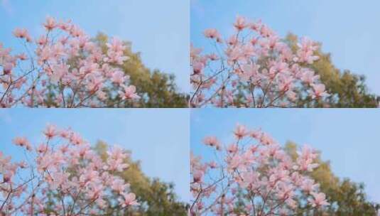 春天 桃花盛开高清在线视频素材下载