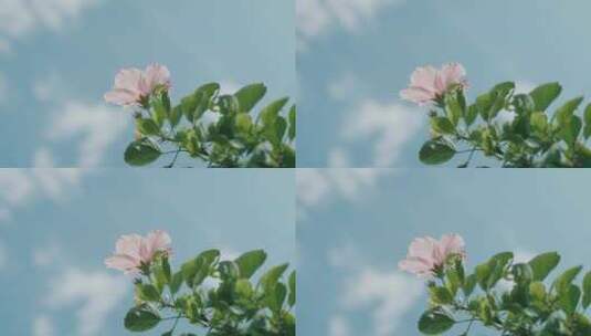 小红花 花朵 大自然 芙蓉花高清在线视频素材下载