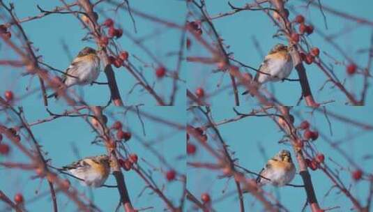 冬天觅食的小鸟高清在线视频素材下载