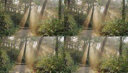 天然氧吧森林光影早晨光线高清在线视频素材下载