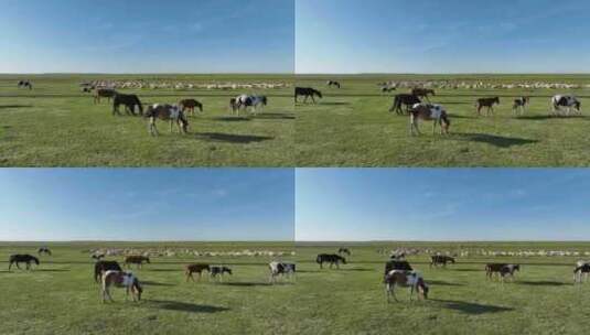 航拍呼伦贝尔草原风光475 马群 羊群高清在线视频素材下载