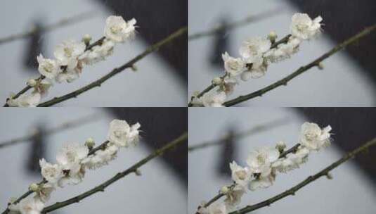 5K-绽放的白梅花，滴落在梅花上的水珠高清在线视频素材下载
