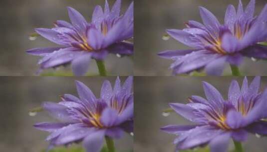 雨中的花朵带有露珠高清在线视频素材下载