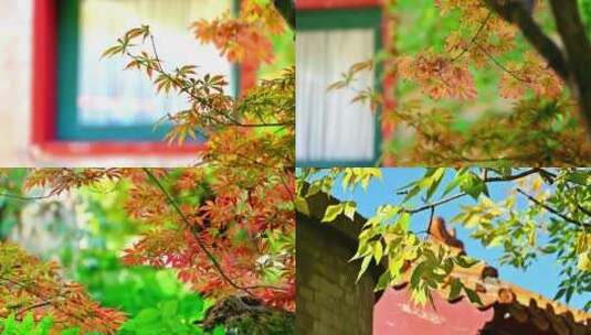 秋天中式窗格建筑前枫叶红叶绿叶红绿相间高清在线视频素材下载