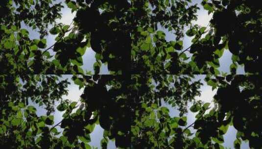 树叶缝里的光芒高清在线视频素材下载
