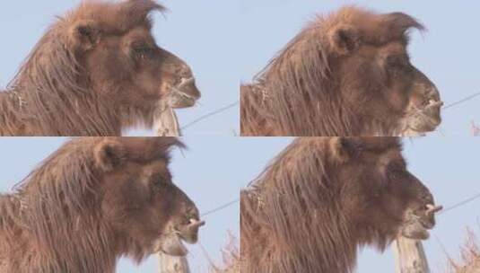 骆驼高清在线视频素材下载