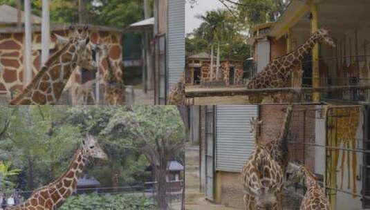 2024广州动物园游览长颈鹿高清在线视频素材下载