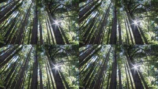 阳光透过树枝照进森林高清在线视频素材下载