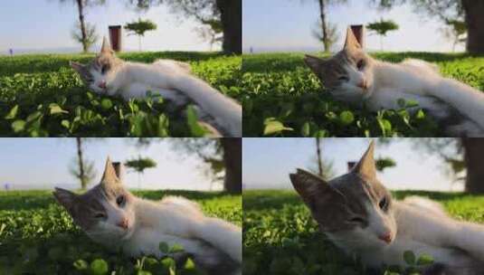 猫咪躺在草地上玩耍高清在线视频素材下载