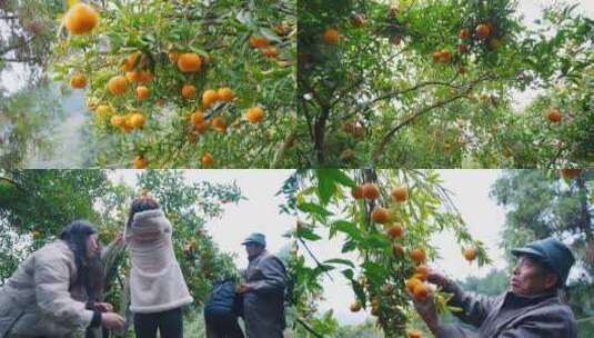 橙子柑橘橘子柑子采收高清在线视频素材下载