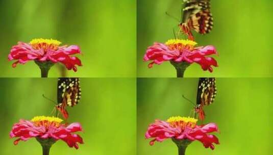 蝴蝶飞落在花上采粉高清在线视频素材下载
