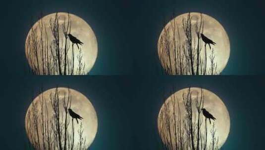 月亮下的意境鸟剪影高清在线视频素材下载