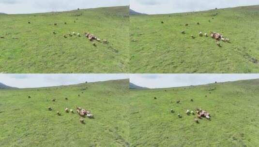 羊群吃草高清在线视频素材下载