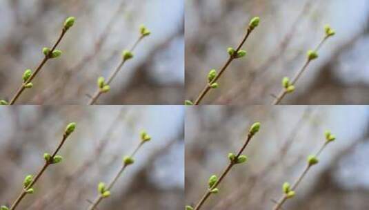 春天植物生长绿色发芽芽孢枝头特写高清在线视频素材下载