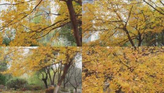 航拍公园的枫叶树高清在线视频素材下载