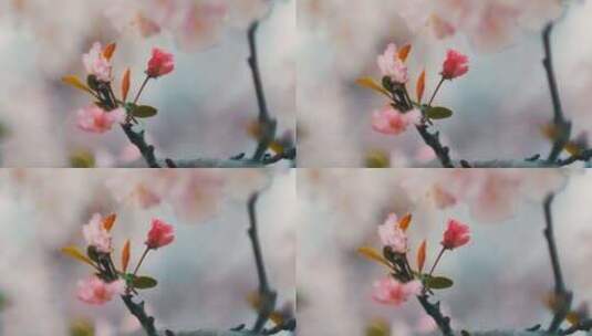 春天盛开的海棠花高清在线视频素材下载