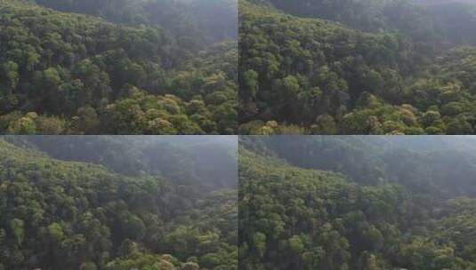 树林森林热带雨林高山森林高清在线视频素材下载