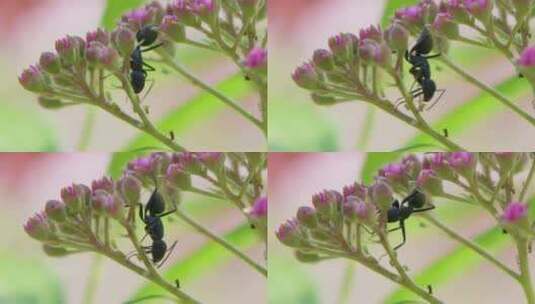 春日花开，大黑蚂蚁在花卉上爬行繁殖虫卵高清在线视频素材下载