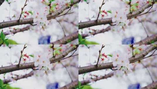 春天里的樱花绽放高清在线视频素材下载