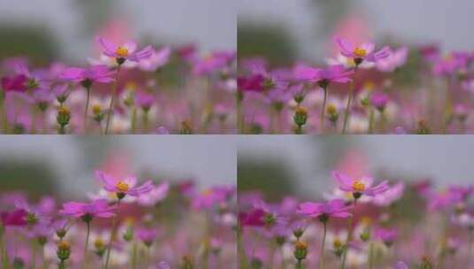 格桑花花朵花瓣特写高清在线视频素材下载