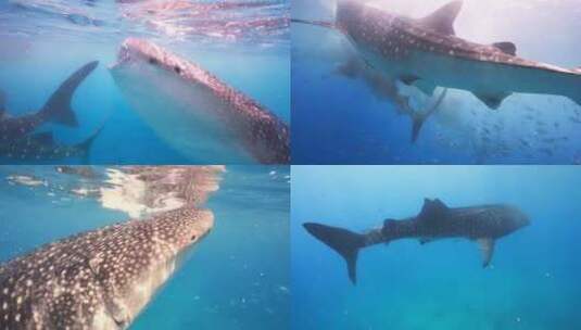 海洋巨兽鲸鲨最大的鲨鱼潜水海底高清在线视频素材下载