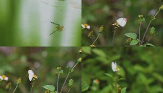 蜻蜓、蝴蝶、花儿、漂流高清在线视频素材下载