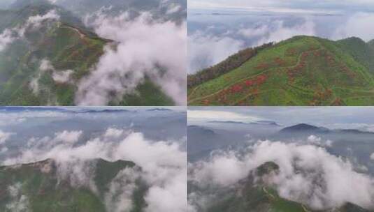 云海下的高山映山红茶园高清在线视频素材下载