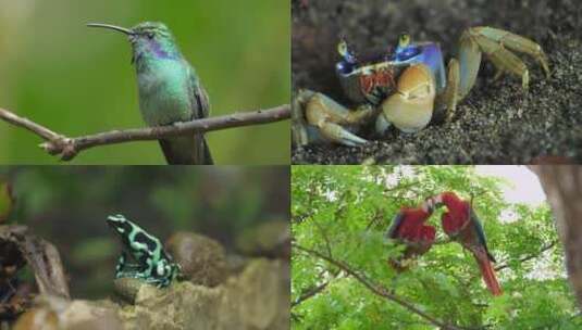 哥斯达黎加动物的八个剪辑集高清在线视频素材下载
