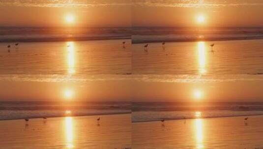 长嘴鹦鹉在日落时漫步在海洋海滩上高清在线视频素材下载