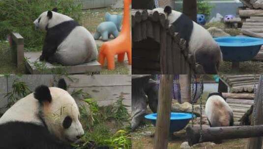 南昌动物园大熊猫美灵实拍高清在线视频素材下载