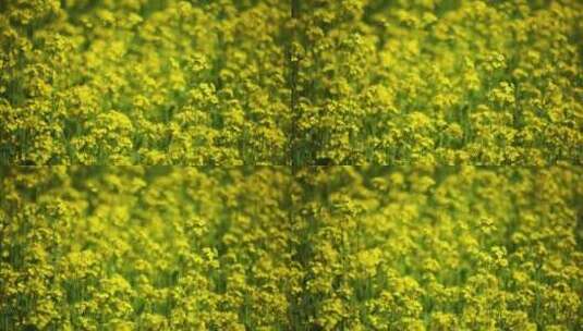 春天油菜花高清在线视频素材下载